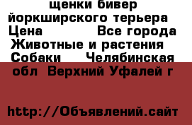 щенки бивер йоркширского терьера › Цена ­ 8 000 - Все города Животные и растения » Собаки   . Челябинская обл.,Верхний Уфалей г.